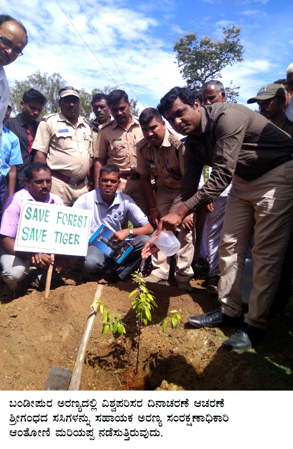 ಬಂಡೀಪುರ: ಸಾವಿರ ಗಂಧದ ಮರ ಬೆಳೆಸುವ ಯೋಜನೆಗೆ ಚಾಲನೆ