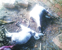 ಏಳು ಆಡುಗಳನ್ನು ಕಚ್ಚಿಕೊಂದ ನಾಯಿ