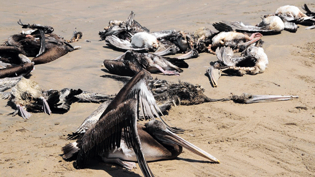 ಜೀವಿಗಳ ಸಾಮೂಹಿಕ ವಿನಾಶದ ಆರಂಭ: ಅಧ್ಯಯನ ಎಚ್ಚರಿಕೆ