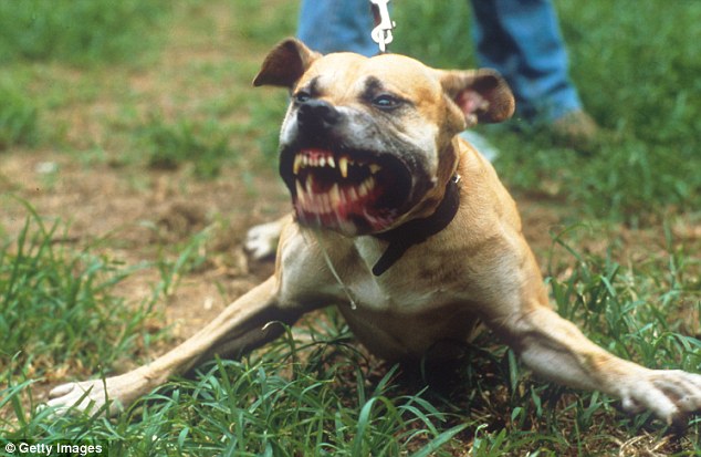 ಪುತ್ತೂರು: ನವಜಾತ ಶಿಶುವಿನ ಮೃತದೇಹವನ್ನು ಕಚ್ಚಿ ಓಡಾಡಿದ ಬೀದಿನಾಯಿ