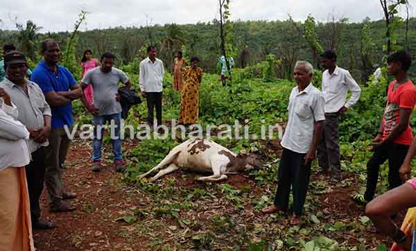ನಿಡ್ಡೋಡಿ : ದನ ಕರುಗಳನ್ನು ಬಲಿ ಪಡೆದ ಚಿರತೆ