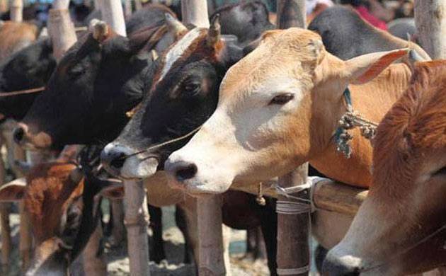 ಗೋರಕ್ಷಣೆಯ ಹೆಸರಿನಲ್ಲಿ ಕಾನೂನು ಉಲ್ಲಂಘಿಸಿದರೆ  ಪೊಲೀಸ್ ದೂರು ದಾಖಲಿಸಿ: ರಾಜ್ಯಗಳಿಗೆ ಕೇಂದ್ರ ಸೂಚನೆ