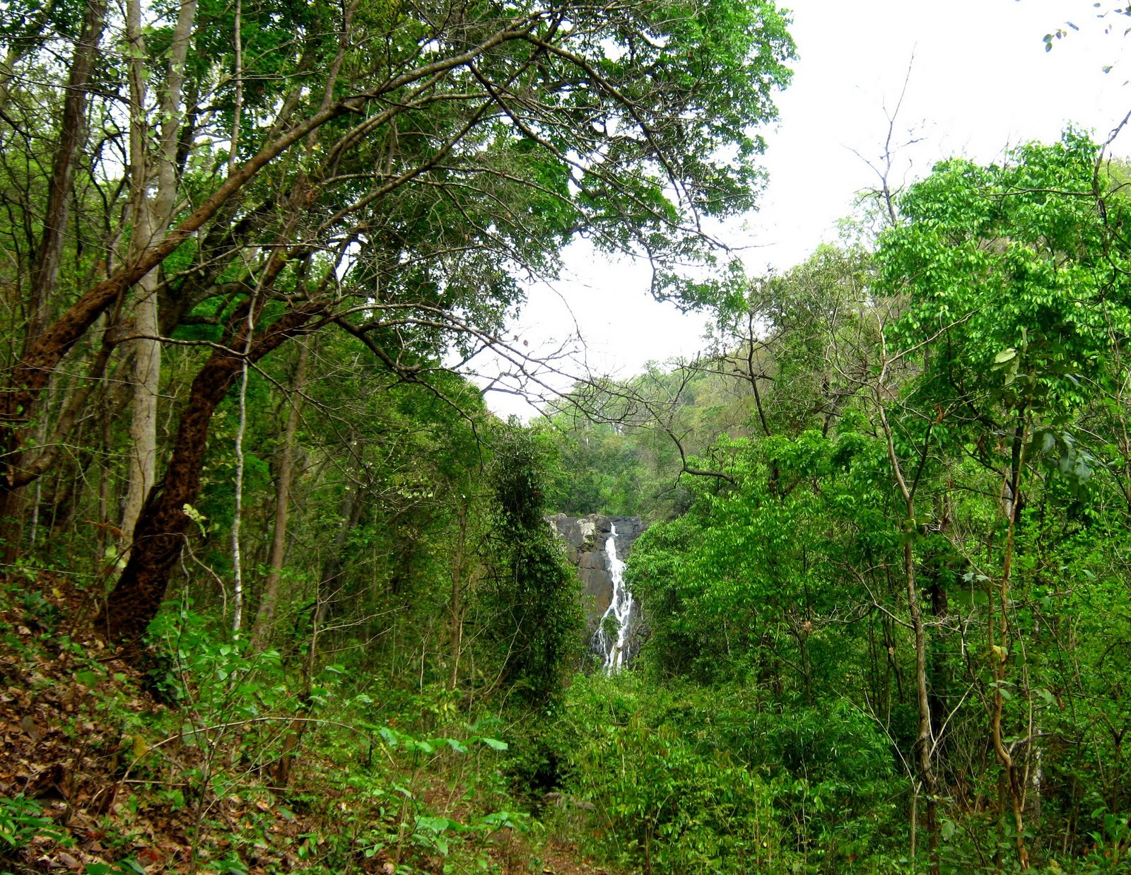 ಅರಣ್ಯದ ಸಂರಕ್ಷಣೆ ಎಲ್ಲರ ಜವಾಬ್ದಾರಿ: ರವಿ ಕುಮಾರ್