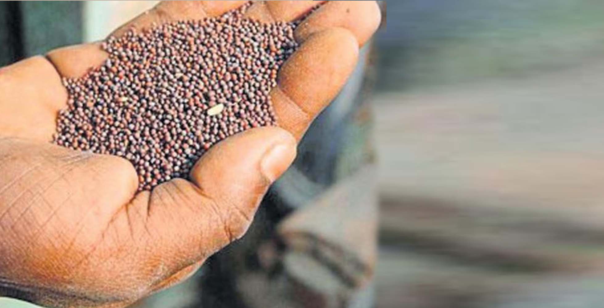 ಕುಲಾಂತರಿ ಸಾಸಿವೆ :ಒಂದೂವರೆ ತಿಂಗಳೊಳಗೆ ನಿರ್ಧಾರ; ಸರಕಾರದ ಹೇಳಿಕೆ