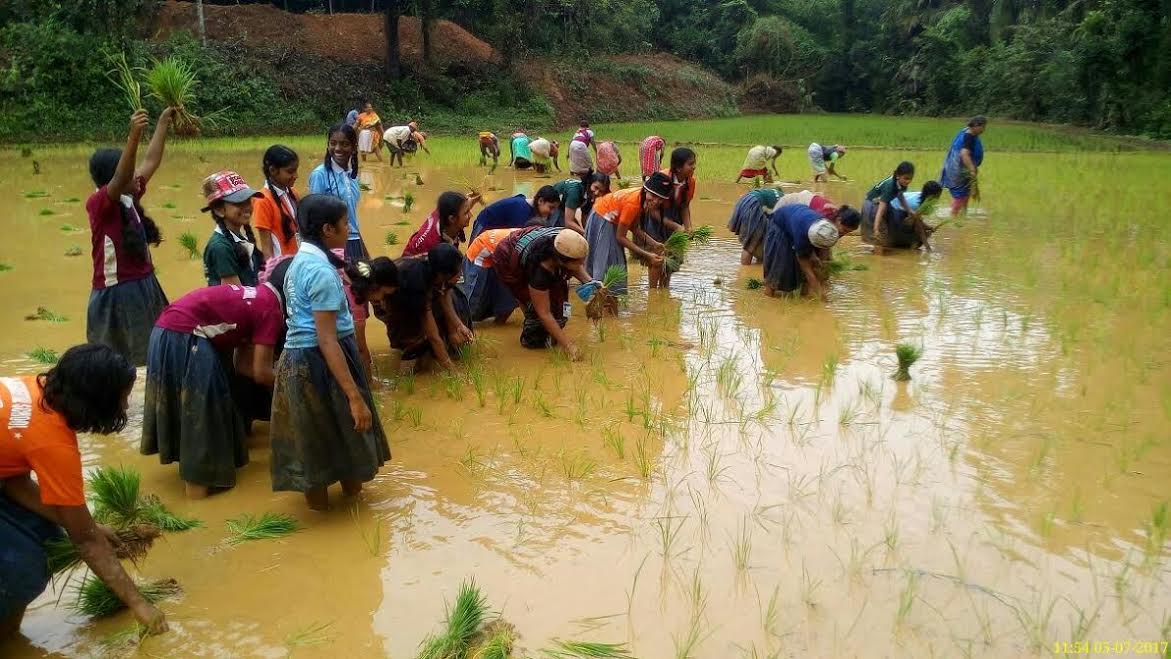 ವಿದ್ಯಾರ್ಥಿಗಳಿಗೆ ನೇಜಿ ನಾಟಿಯ ಕುರಿತು ಮಾಹಿತಿ ಕಾರ್ಯಕ್ರಮ
