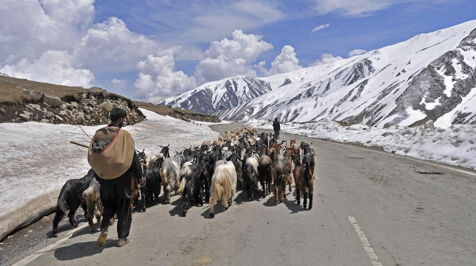 800 ಕುರಿಗಳು, 59 ಯಾಕ್‌ಗಳಿಗಾಗಿ 1967ರ ಸಂಘರ್ಷ!