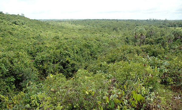 ಕೊನೆಗೂ ಬಲಿಯಾಯ್ತು ನಂದಿಕೂರಿನ ದೇವರ ಕಾಡು