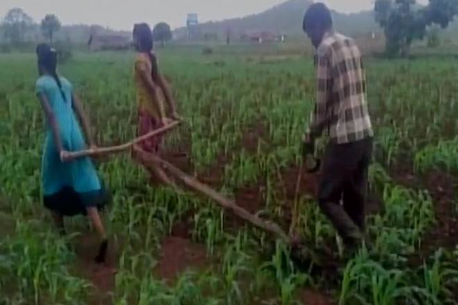 ಎತ್ತುಗಳನ್ನು ಖರೀದಿಸಲು ಹಣವಿಲ್ಲ: ಹೆಣ್ಣು ಮಕ್ಕಳ ಸಹಾಯದಿಂದ ಹೊಲ ಉಳುತ್ತಿರುವ ರೈತ
