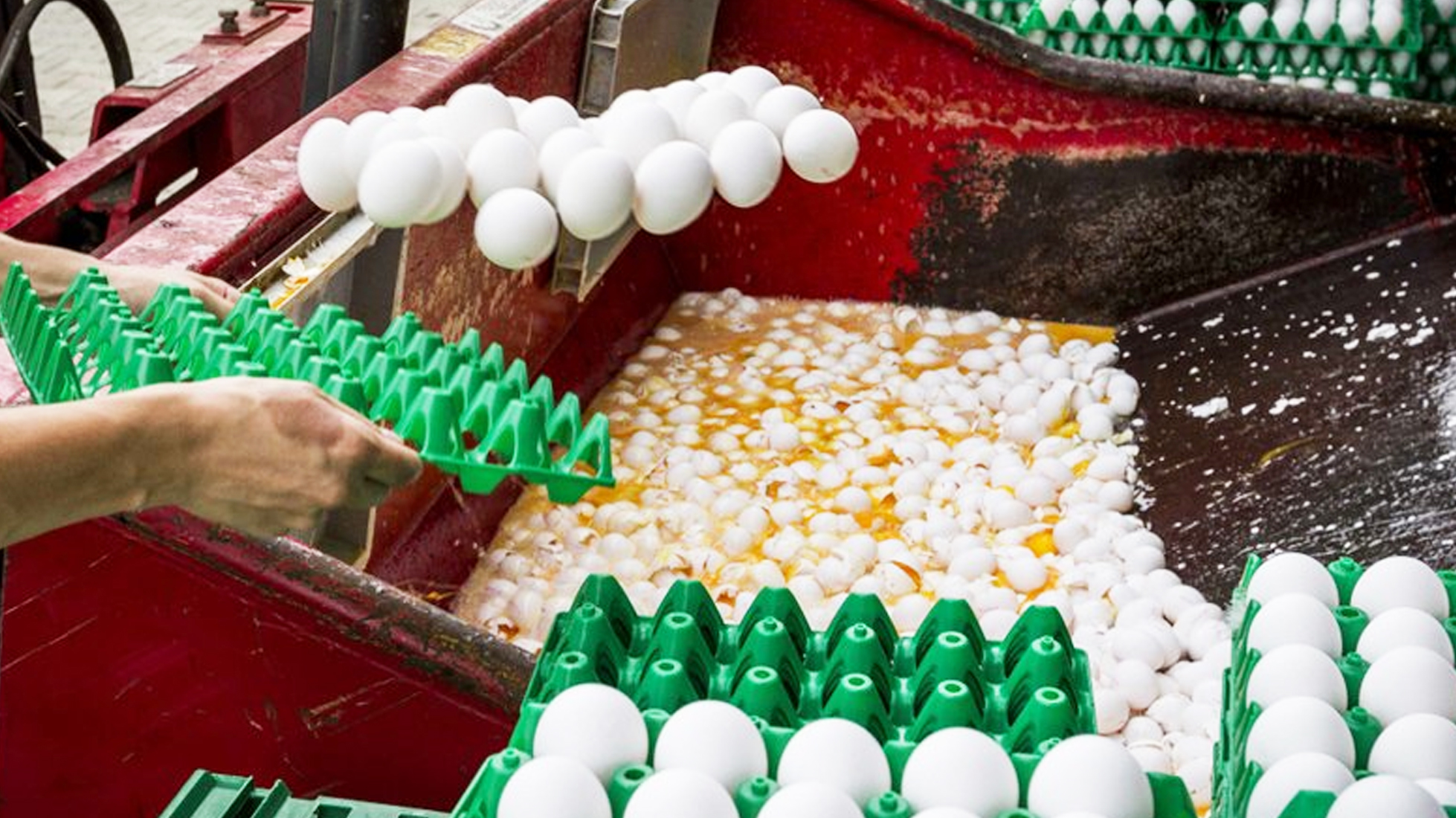 17 ದೇಶಗಳಿಗೆ ಕಲುಷಿತ ಮೊಟ್ಟೆ ರಫ್ತು