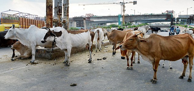 ಹರ್ಯಾಣದಲ್ಲಿ ಮಿತಿಮೀರಿದ ಬೀದಿ ದನಗಳ ಕಾಟ