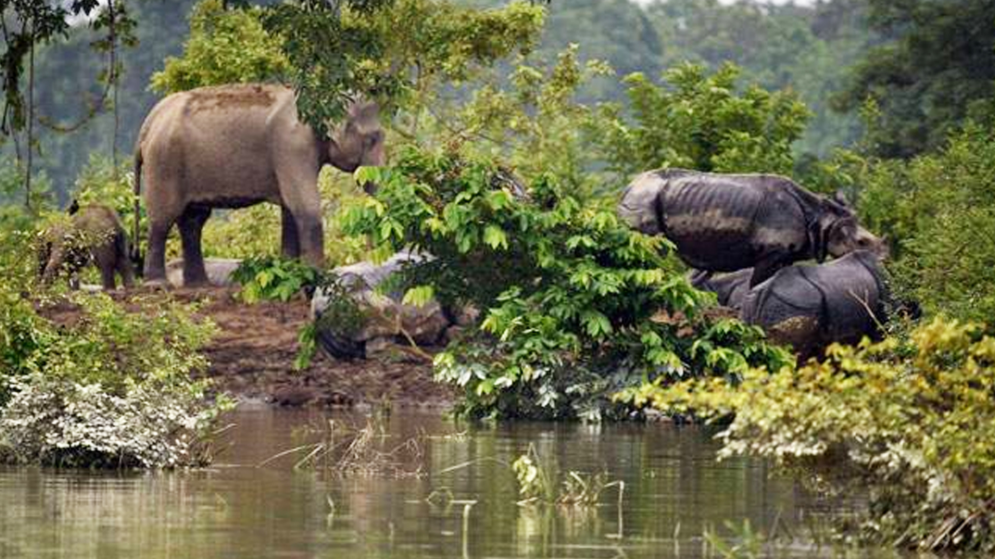 ಕಾಜಿರಂಗ: ನೆರೆಗೆ 140 ಪ್ರಾಣಿಗಳು ಬಲಿ