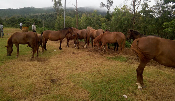 ಬಣಕಲ್‍ನಲ್ಲಿ ಅನುಮಾನಾಸ್ಪದವಾಗಿ ಕಾಣಿಸಿಕೊಂಡ ಕುದುರೆಗಳ ಹಿಂಡು