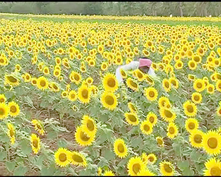 ಬಾರದ ಮಳೆ: ರೆತರನು್ನ ಕಂಗೆಡಿಸಿದ ಸೂರ್ಯಕಾಂತಿ