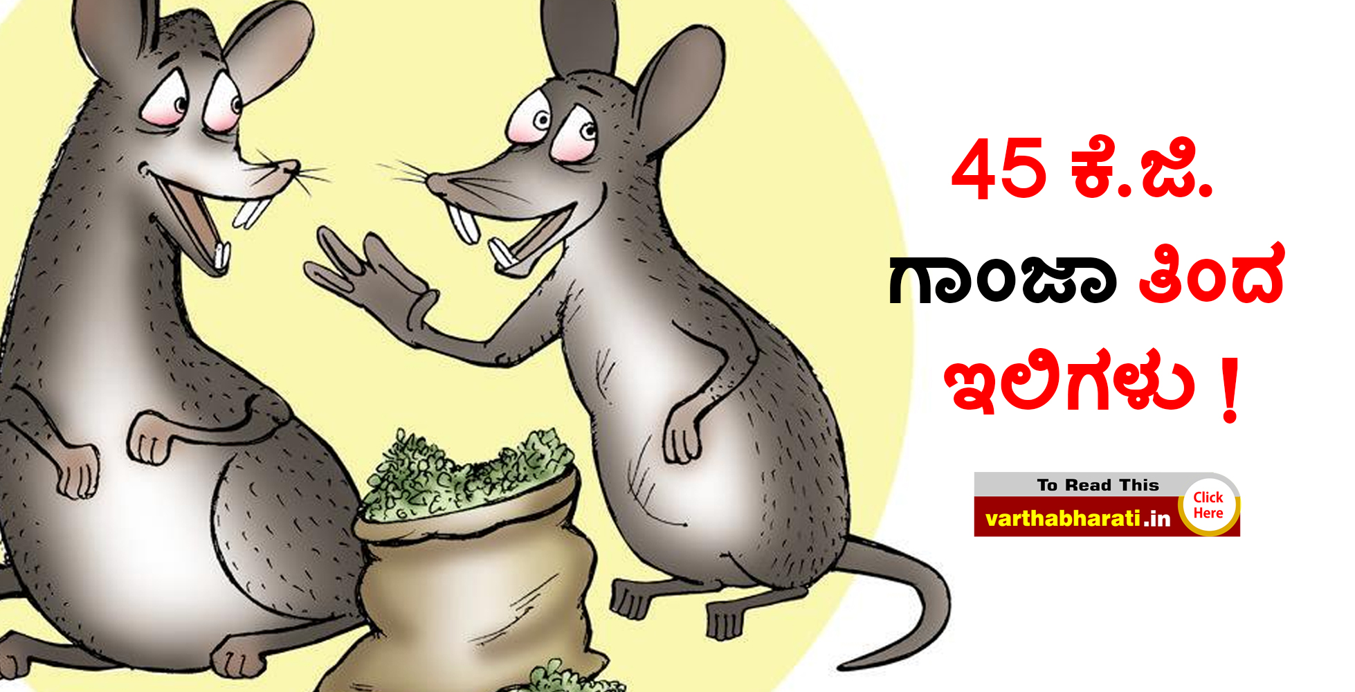 45 ಕೆ.ಜಿ. ಗಾಂಜಾ ತಿಂದ ಇಲಿಗಳು !