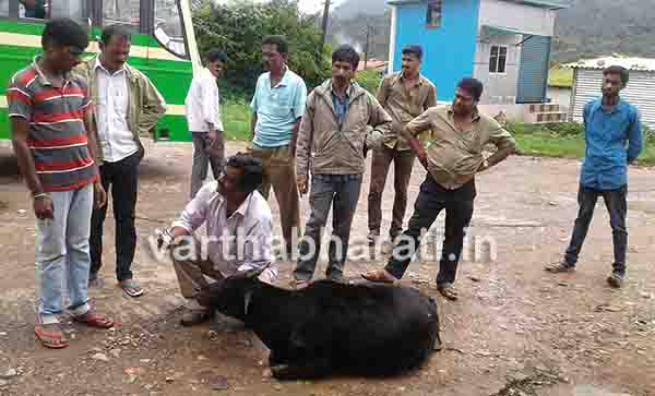 ಬಿಡಾಡಿ ದನಗಳನ್ನು ಕಟ್ಟಿ ಸಾಕಲು ದನದ ಮಾಲಿಕರಿಗೆ ಗ್ರಾಪಂ ಮನವಿ