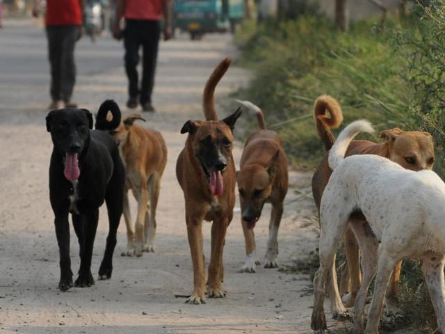 ಉತ್ತರ ಪ್ರದೇಶ: ಆಸ್ಪತ್ರೆಯ ಶವಾಗಾರಕ್ಕೆ ನುಗ್ಗಿ ಮಹಿಳೆಯ ಮೃತದೇಹದ ಭಾಗಗಳನ್ನು ಕಚ್ಚಿ ತಿಂದ ಬೀದಿನಾಯಿಗಳು!