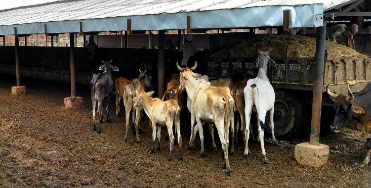 ಬಿಜೆಪಿ ನಾಯಕನ ಗೋಶಾಲೆಯಲ್ಲಿ ಗೋವುಗಳ ಸಾವು: ನ್ಯಾಯಾಂಗ ತನಿಖೆಗೆ ಆದೇಶ