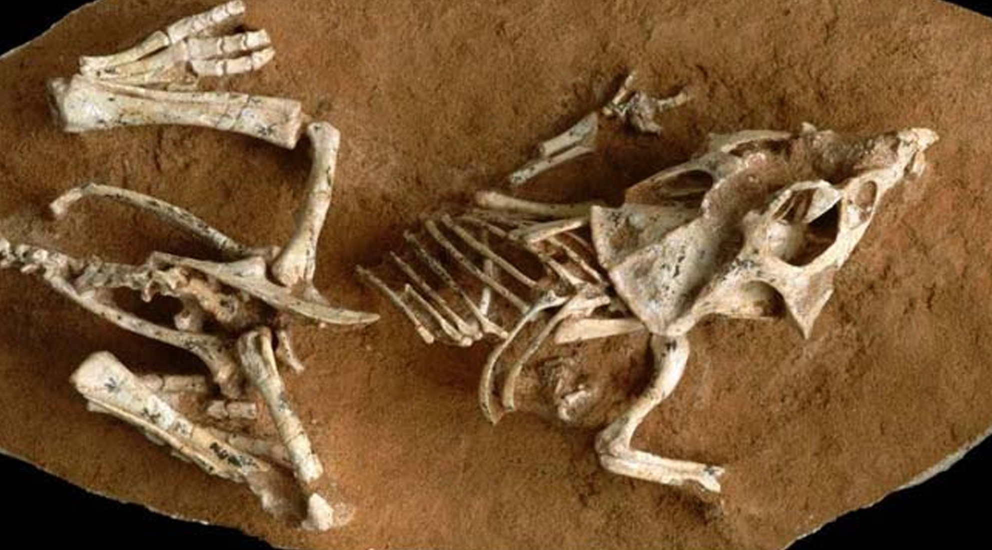 ಹಕ್ಕಿಗಳಂತೆ ಟೊಂಗೆಯಲ್ಲಿ ನಿದ್ರಿಸುವ ಡೈನಸಾರ್ ಪತ್ತೆ