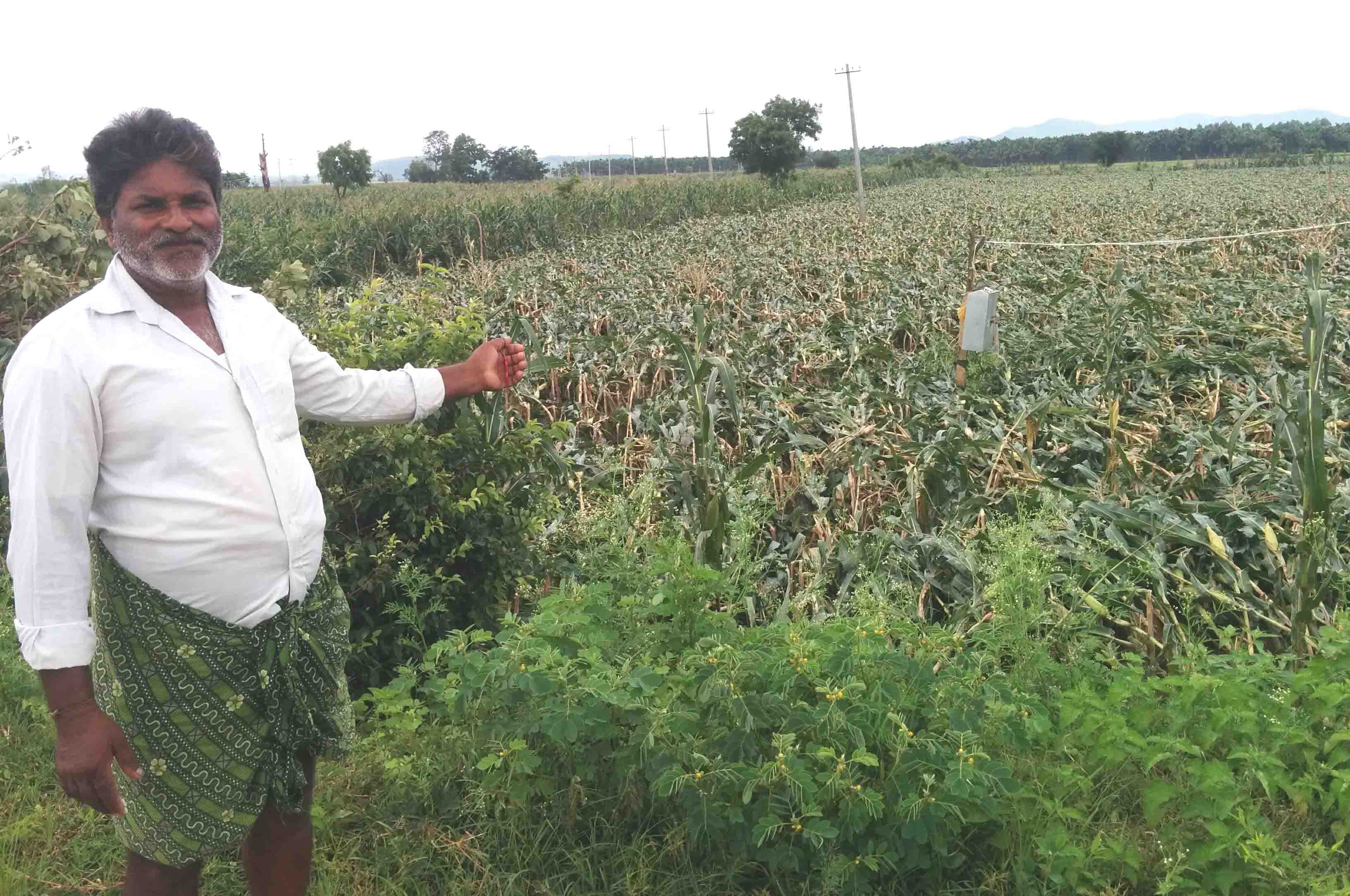 ಶಿಕಾರಿಪುರ : ಭಾರಿ ಗಾಳಿ ಮಳೆಗೆ ಕೃಷಿ ಹಾನಿ