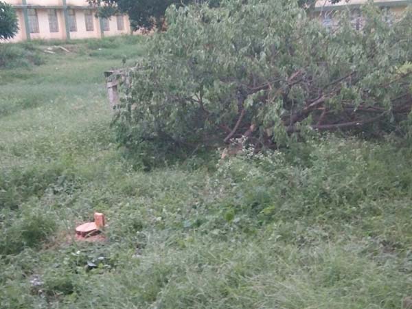 ಜಿಲ್ಲಾಸ್ಪತ್ರೆ ಅವರಣದ ಗಂಧದ ಮರ ಕಳವು