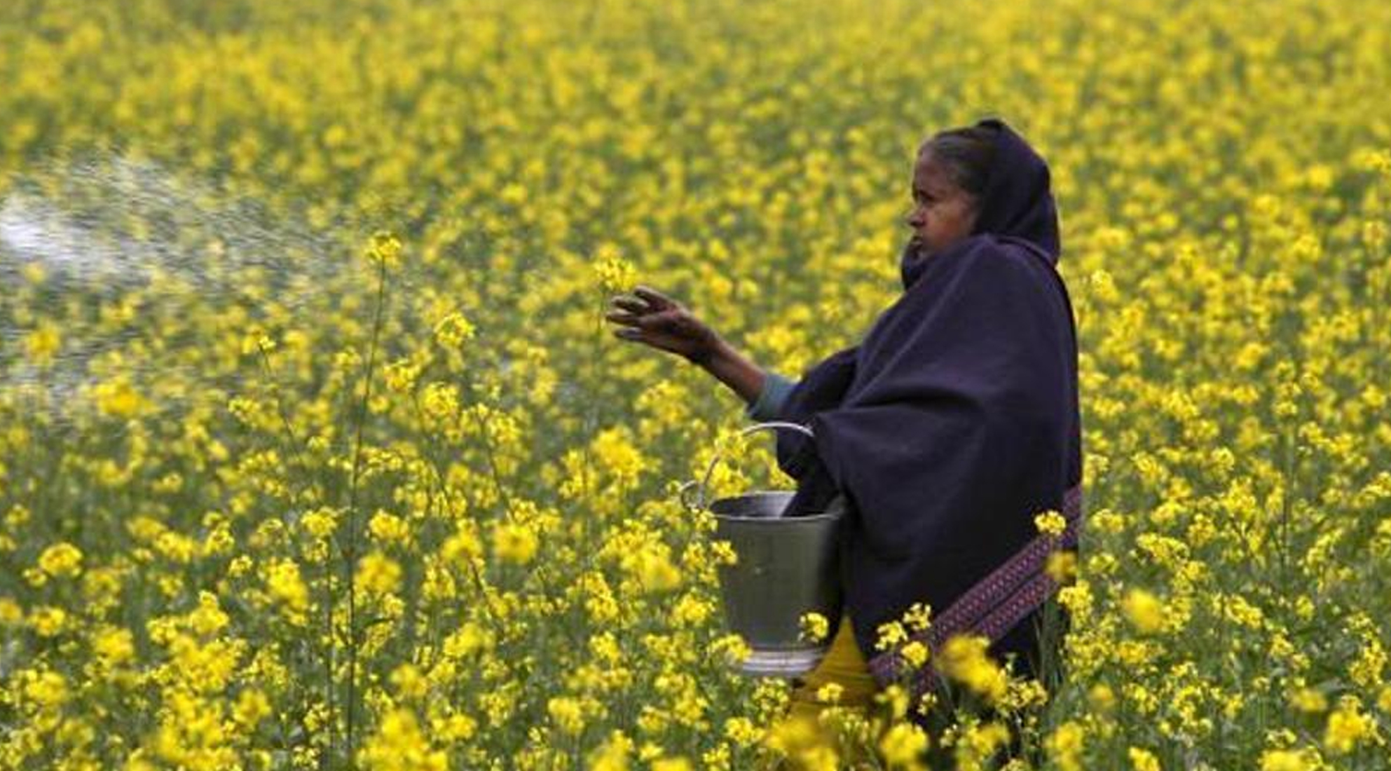 ಜಿಎಂ ಸಾಸಿವೆ ಕೃಷಿಗೆ ಇನ್ನೂ ಅನುಮತಿ ನೀಡಿಲ್ಲ: ಕೇಂದ್ರ