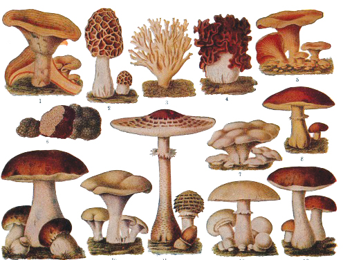 ಮಲೆನಾಡಿನಲ್ಲಿ ಹೆಗ್ಗಾಲು ಅಣಬೆ ವೈಭವ