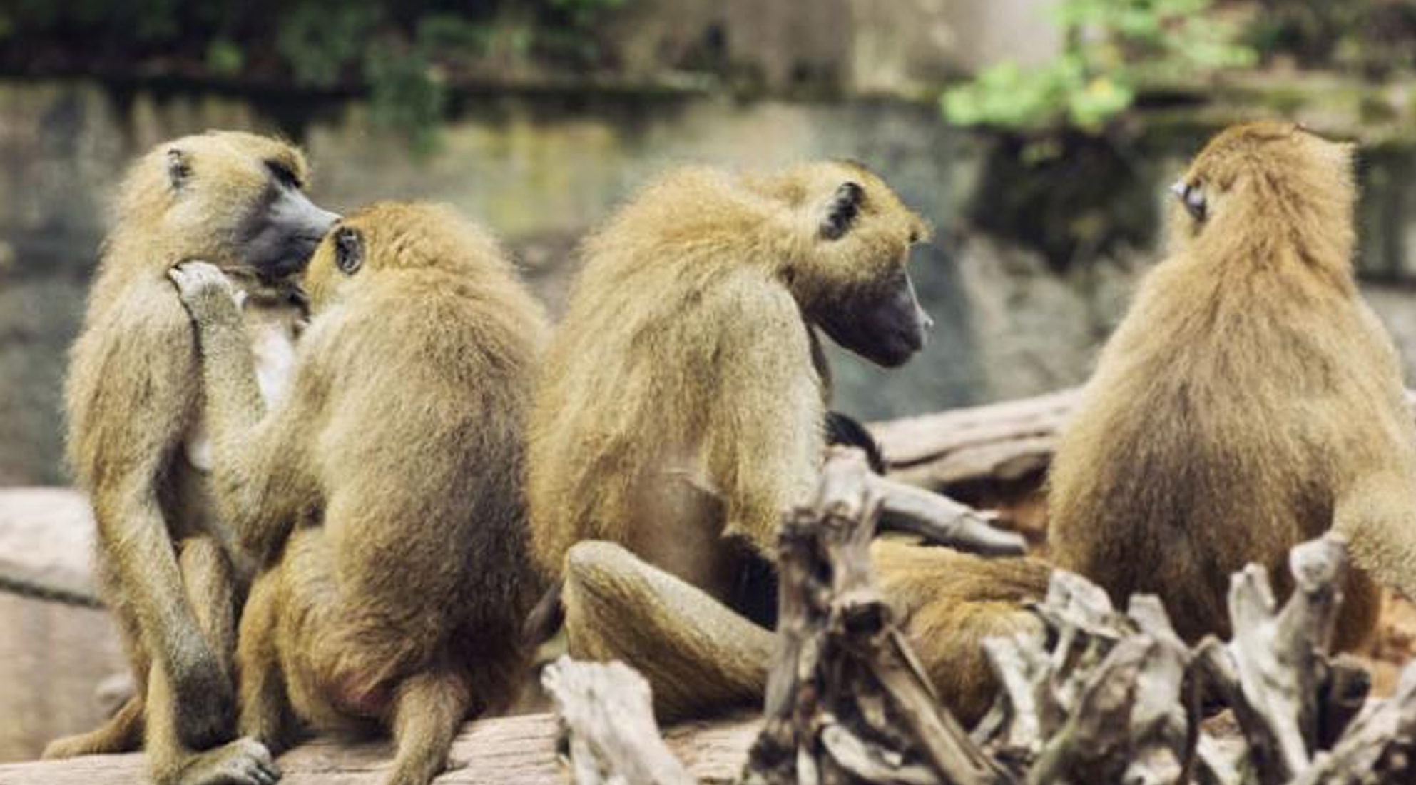 ನಾಗರಿಕತೆ ಹೆಸರಲ್ಲಿ ಮಂಗಗಳ ಸ್ಥಳಾಂತರ: ಹೈಕೋರ್ಟ್