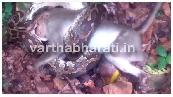 ಮಂಗನನ್ನು ಕೊಂದು ನುಂಗಲು ಯತ್ನಿಸಿದ ಹೆಬ್ಬಾವು!