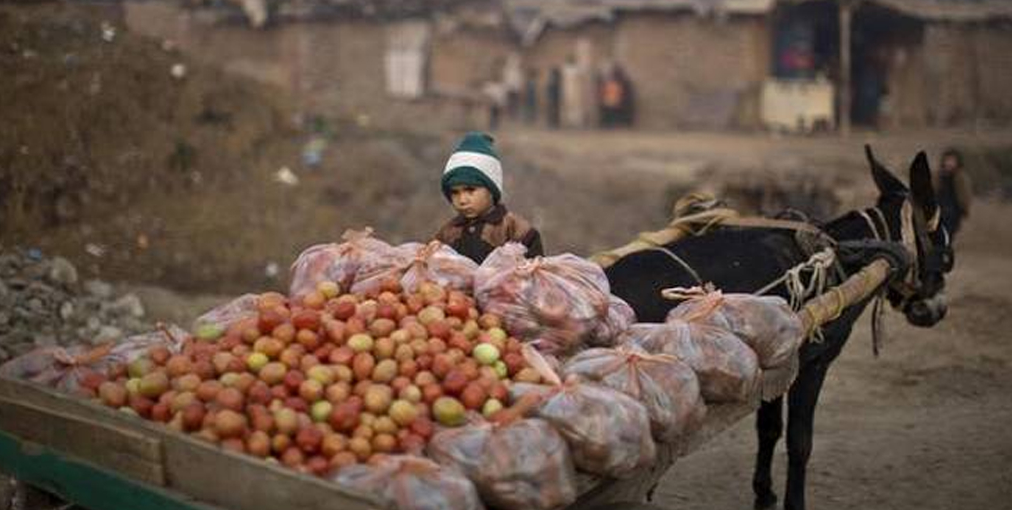 ಭಾರತದಿಂದ ಟೊಮೆಟೊ ಆಮದು ಇಲ್ಲ: ಪಾಕ್