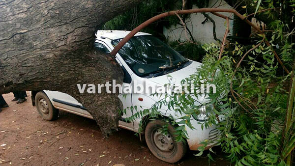 ಚಿಕ್ಕಬಳ್ಳಾಪುರ : ಧರೆಗುರುಳಿದ ಬೃಹತ್ ಬೇವಿನ ಮರ