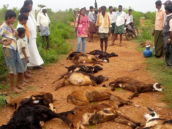 ವಿಷಪೂರಿತ ಮೇವು ತಿಂದ 15 ಕುರಿಗಳ ಸಾವು