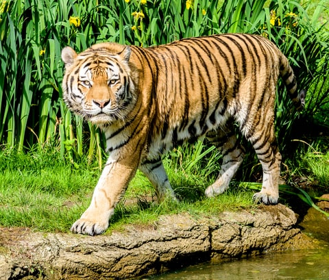 ಹುಲಿ ದಾಳಿ: ಬನ್ನೇರುಘಟ್ಟ ರಾಷ್ಟ್ರೀಯ ಉದ್ಯಾನವನದ ಸಿಬ್ಬಂದಿ ಮೃತ್ಯು