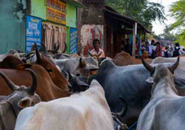 ಗೋಸಾಗಾಟಗಾರನ ಮೃತದೇಹ ಛಿದ್ರಗೊಳಿಸಿರುವುದಾಗಿ ಒಪ್ಪಿಕೊಂಡ ಗೋರಕ್ಷಕರು