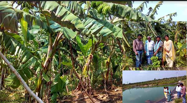 ಏಲಕ್ಕಿ ಬಾಳೆಯಿಂದ ರೈತನ ಬದುಕು ಹಸನಾದ ಕತೆ
