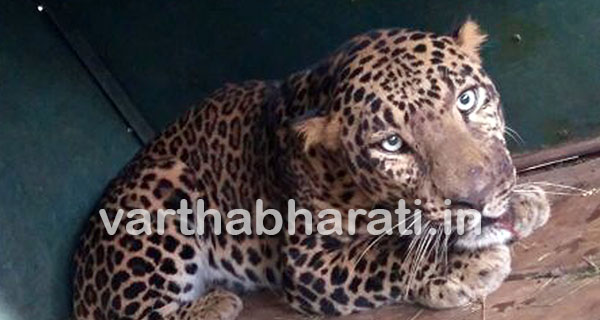 ಗುಂಡ್ಲುಪೇಟೆ : ಬೋನಿಗೆ ಬಿದ್ದ ಚಿರತೆ