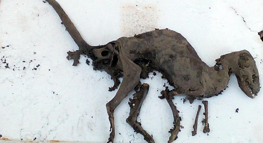 ಭಾರತದಲ್ಲಿ ಪತ್ತೆಯಾಯ್ತು ಡೈನೋಸಾರ್ ನಂತೆ ಕಾಣುವ ಜೀವಿಯ ಪಳೆಯುಳಿಕೆ!