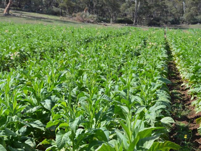 ಟಿಪ್ಪು ಸುಲ್ತಾನನ ರಾಜನೀತಿ