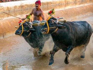 ಕಂಬಳಕ್ಕೆ ತಡೆಯಾಜ್ಞೆ ನೀಡಲು ಸುಪ್ರೀಂ ನಕಾರ