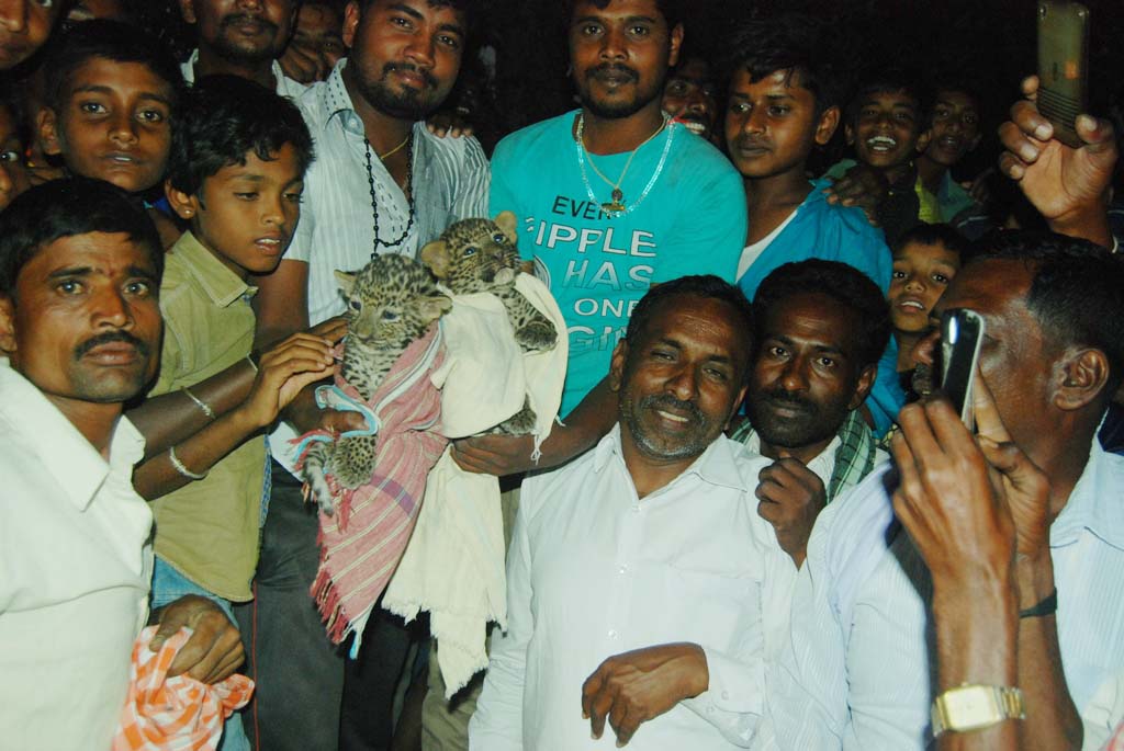 ಮಂಡ್ಯ: ಬೇಬಿಬೆಟ್ಟ ಬಳಿ ಚಿರತೆ ಮರಿ ಪತ್ತೆ