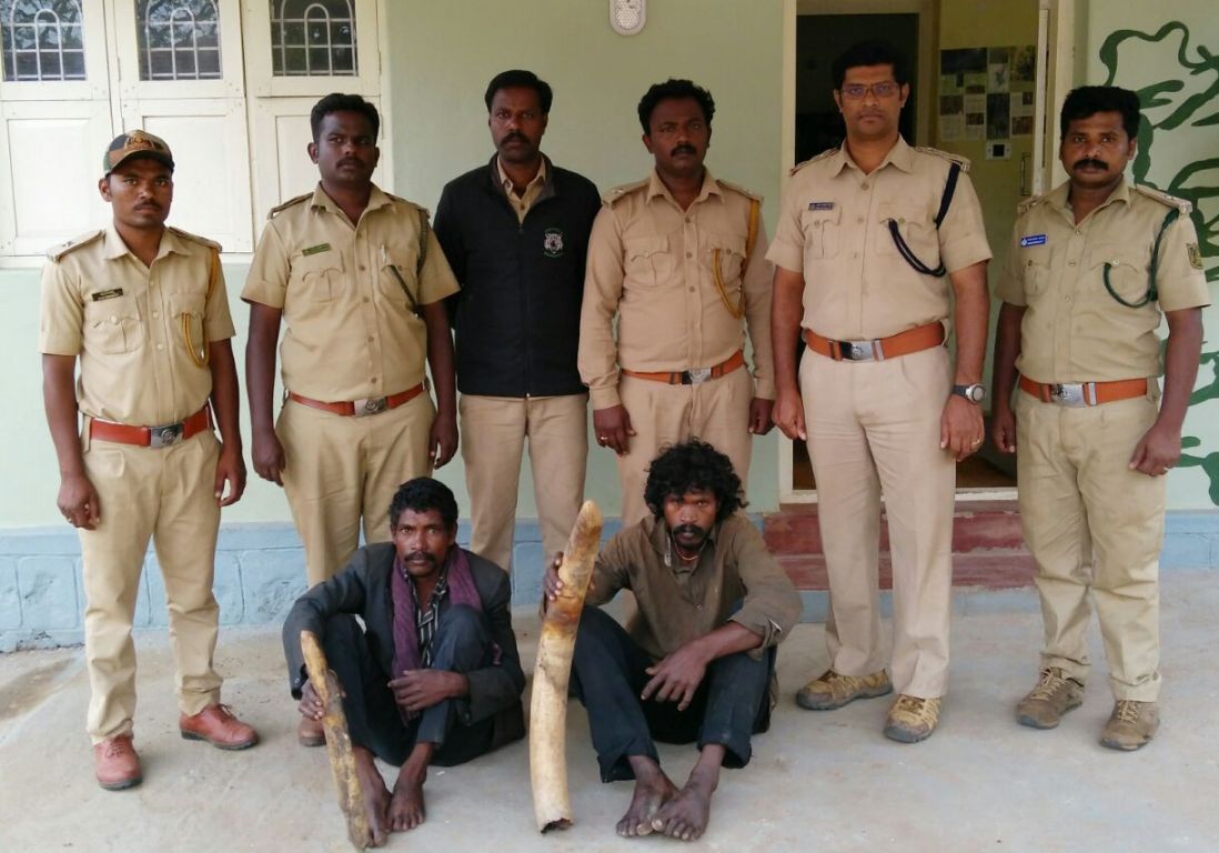 ಆನೆ ದಂತ ಕಳವು: ಇಬ್ಬರ ಬಂಧನ