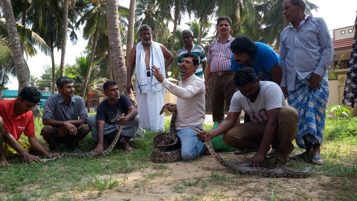 ಮಲ್ಪೆ: ಮನೆಯ ಕೊಟ್ಟಿಗೆಯಲ್ಲಿ ಮೂರು ಹೆಬ್ಬಾವುಗಳು ಪತ್ತೆ !