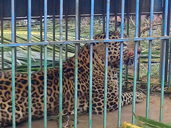 ನಾಗಮಂಗಲ : ಬೋನಿಗೆ ಬಿದ್ದ ಚಿರತೆ