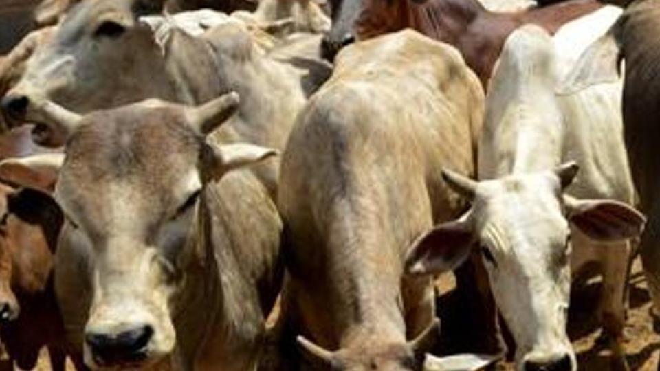 ಕಸಾಯಿಖಾನೆಗಳಿಗೆ ಜಾನುವಾರುಗಳ ಮಾರಾಟ ನಿಷೇಧ ಆದೇಶ  ಹಿಂಪಡೆಯಲು ಕೇಂದ್ರ ಸರಕಾರ ನಿರ್ಧಾರ