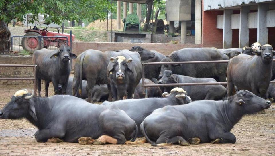 ಉ.ಪ್ರದೇಶ: ಗುಂಪು ಘರ್ಷಣೆಯಲ್ಲಿ 12 ರೈತರಿಗೆ ಗಾಯ