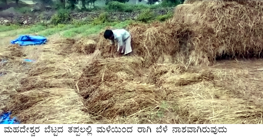ಅಕಾಲಿಕ ಮಳೆಗೆ ರಾಗಿ ಫಸಲು ನಾಶ; ಸಂಕಷ್ಟದಲ್ಲಿ ರೈತ