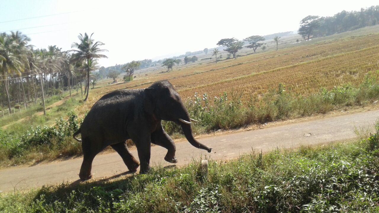 ಕಾಡಾನೆಗಳ ದಾಳಿಗೆ ಓರ್ವ ಬಲಿ: ಇಬ್ಬರಿಗೆ ಗಾಯ