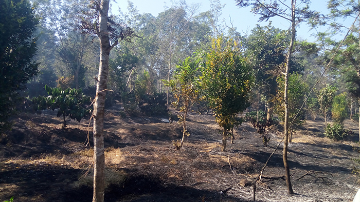 ಸುಂಟಿಕೊಪ್ಪ: ಕಾಫಿ ತೋಟಕ್ಕೆ ಆಕಸ್ಮಿಕ ಬೆಂಕಿ; ಲಕ್ಷಾಂತರ ರೂ ನಷ್ಟ