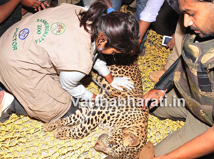 ಸತತ 9 ಗಂಟೆಗಳ ಕಾರ್ಯಾಚರಣೆ: ಮನೆಯಲ್ಲಿದ್ದ ಚಿರತೆಯ ಸೆರೆ