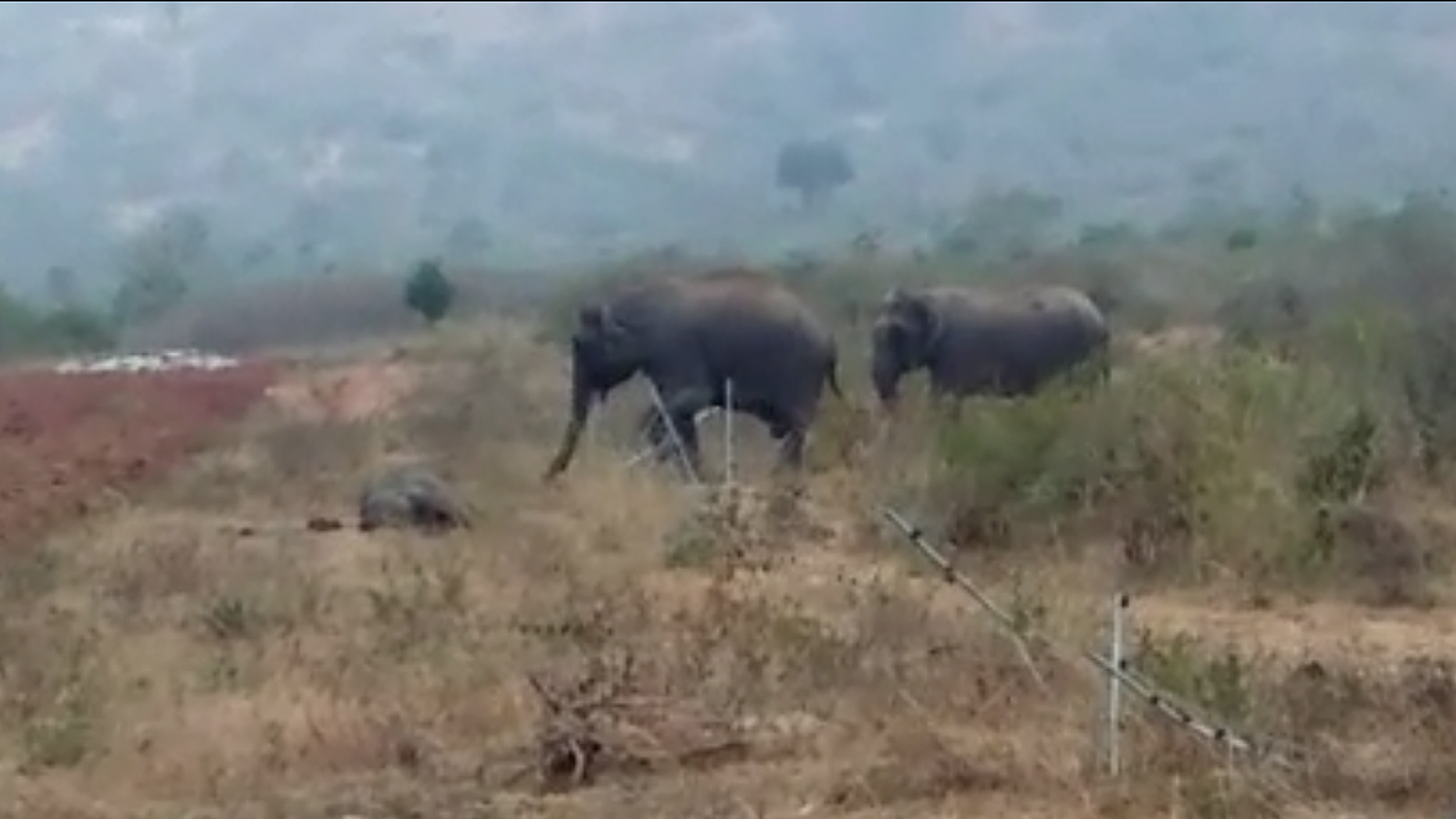ಗುಂಡ್ಲುಪೇಟೆ: ಬಂಡೀಪುರ ರಾಷ್ಟ್ರೀಯ ಉದ್ಯಾನದಲ್ಲಿ ಹೆಣ್ಣಾನೆ ಸಾವು