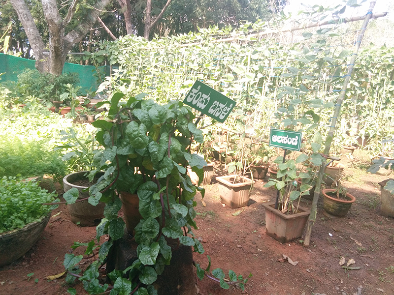 ಜ. 26-29: ಕದ್ರಿ ಉದ್ಯಾನವನದಲ್ಲಿ ಫಲಪುಷ್ಪ ಪ್ರದರ್ಶನ